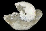 2.8" Iridescent Ammonite (Discoscaphites) - South Dakota - #180845-1